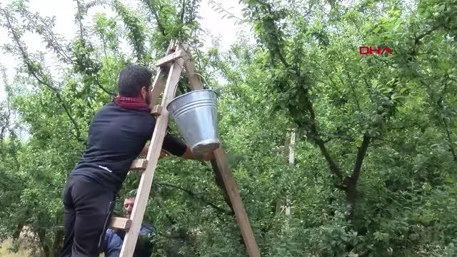 Manisa'nın 'dumanlı papaz' eriğinde hasat başladı Manisa'nın 'dumanlı papaz' eriğinde hasat başladı