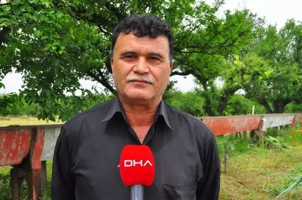 Manisa'nın 'dumanlı papaz' eriğinde hasat başladı Manisa'nın 'dumanlı papaz' eriğinde hasat başladı