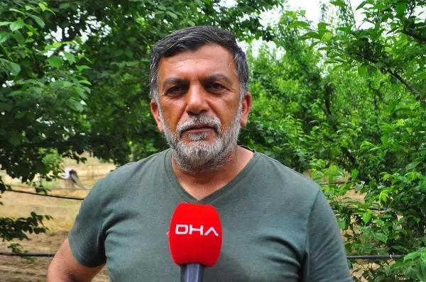 Manisa'nın 'dumanlı papaz' eriğinde hasat başladı Manisa'nın 'dumanlı papaz' eriğinde hasat başladı