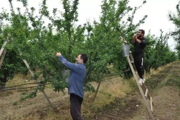 Manisa'nın 'dumanlı papaz' eriğinde hasat başladı Manisa'nın 'dumanlı papaz' eriğinde hasat başladı
