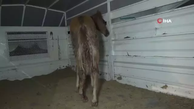 Önce tedavi etti, sonra sarıldı: Yaralı tay ile belediye görevlisinin o anları yürekleri ısıttı Önce tedavi etti, sonra sarıldı: Yaralı tay ile belediye görevlisinin o anları yürekleri ısıttı