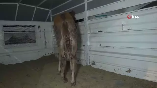 Önce tedavi etti, sonra sarıldı: Yaralı tay ile belediye görevlisinin o anları yürekleri ısıttı Önce tedavi etti, sonra sarıldı: Yaralı tay ile belediye görevlisinin o anları yürekleri ısıttı