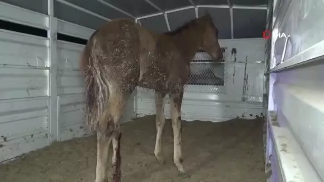 Önce tedavi etti, sonra sarıldı: Yaralı tay ile belediye görevlisinin o anları yürekleri ısıttı Önce tedavi etti, sonra sarıldı: Yaralı tay ile belediye görevlisinin o anları yürekleri ısıttı