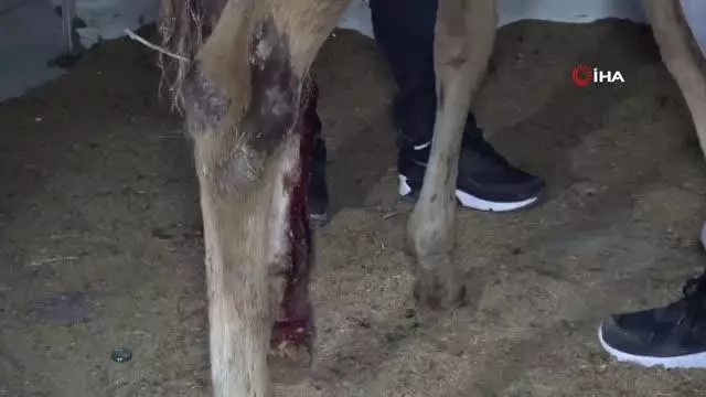 Önce tedavi etti, sonra sarıldı: Yaralı tay ile belediye görevlisinin o anları yürekleri ısıttı Önce tedavi etti, sonra sarıldı: Yaralı tay ile belediye görevlisinin o anları yürekleri ısıttı