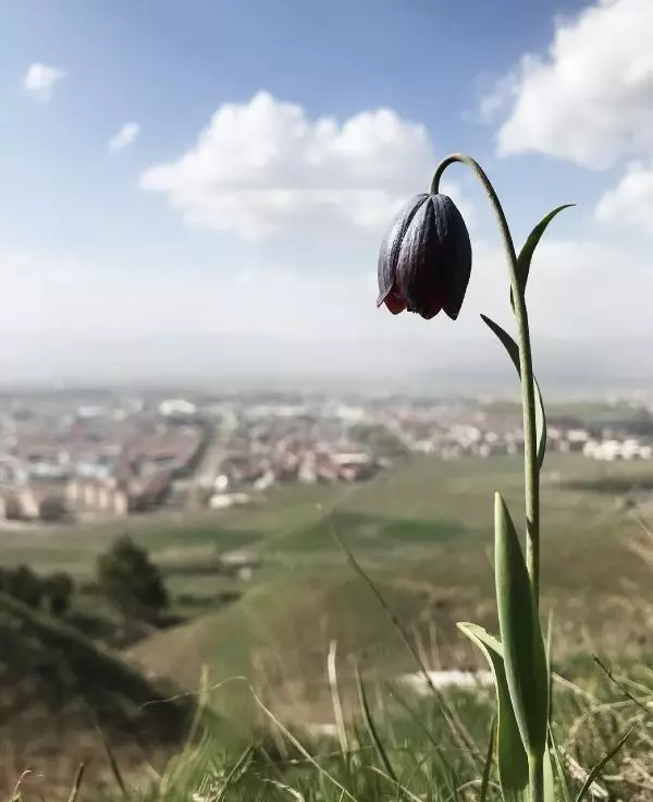 PALANDÖKEN'İN TERS LALELERİ GÖZ KAMAŞTIRIYOR PALANDÖKEN'İN TERS LALELERİ GÖZ KAMAŞTIRIYOR