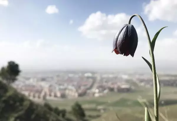 PALANDÖKEN'İN TERS LALELERİ GÖZ KAMAŞTIRIYOR PALANDÖKEN'İN TERS LALELERİ GÖZ KAMAŞTIRIYOR