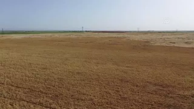 ŞANLIURFA - 'GAP'ın başkenti' Şanlıurfa'da kuraklık çiftçileri endişelendiriyor ŞANLIURFA - 'GAP'ın başkenti' Şanlıurfa'da kuraklık çiftçileri endişelendiriyor