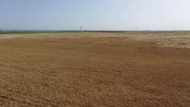 ŞANLIURFA - 'GAP'ın başkenti' Şanlıurfa'da kuraklık çiftçileri endişelendiriyor ŞANLIURFA - 'GAP'ın başkenti' Şanlıurfa'da kuraklık çiftçileri endişelendiriyor