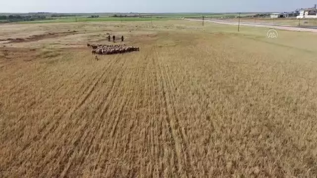 ŞANLIURFA - 'GAP'ın başkenti' Şanlıurfa'da kuraklık çiftçileri endişelendiriyor ŞANLIURFA - 'GAP'ın başkenti' Şanlıurfa'da kuraklık çiftçileri endişelendiriyor
