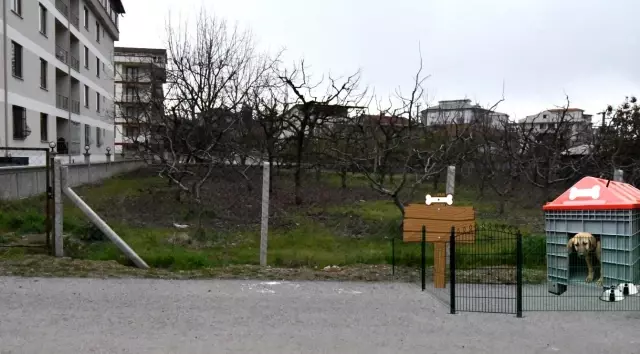 Sokak hayvanları için özel proje Sokak hayvanları için özel proje