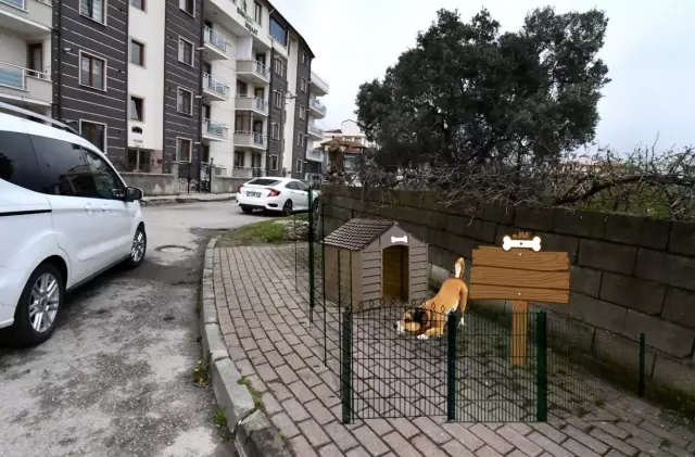 Sokak hayvanları için özel proje Sokak hayvanları için özel proje