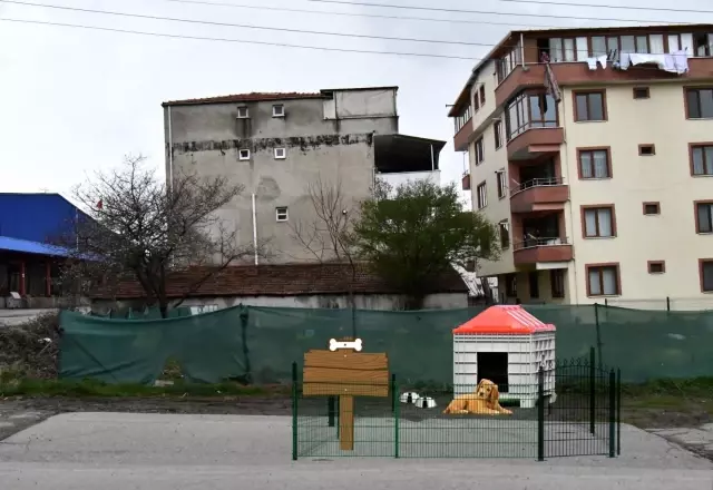 Sokak hayvanları için özel proje Sokak hayvanları için özel proje