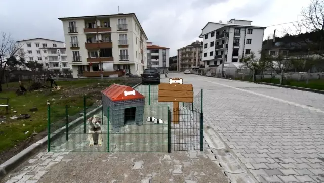 Sokak hayvanları için özel proje Sokak hayvanları için özel proje