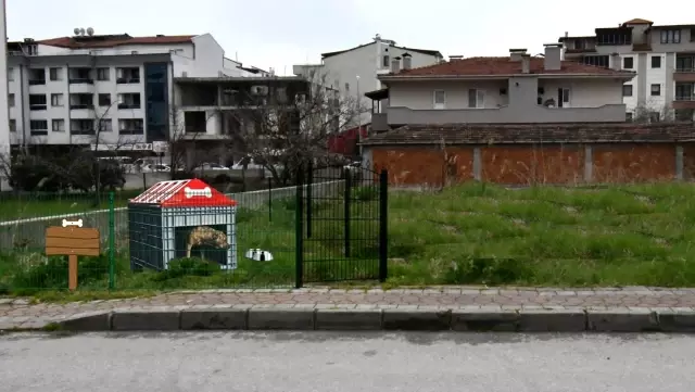 Sokak hayvanları için özel proje Sokak hayvanları için özel proje