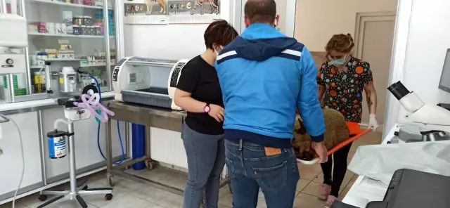 Sokak köpeğine çarpan sürücüden örnek davranış Sokak köpeğine çarpan sürücüden örnek davranış