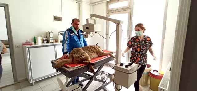 Sokak köpeğine çarpan sürücüden örnek davranış Sokak köpeğine çarpan sürücüden örnek davranış