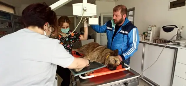 Sokak köpeğine çarpan sürücüden örnek davranış Sokak köpeğine çarpan sürücüden örnek davranış