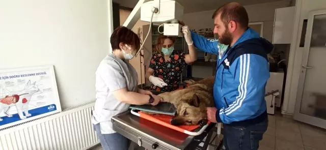 Sokak köpeğine çarpan sürücüden örnek davranış Sokak köpeğine çarpan sürücüden örnek davranış