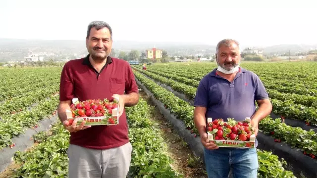 Tam kapanmada Rusya'ya ve Irak'a çilek ihracatı Tam kapanmada Rusya'ya ve Irak'a çilek ihracatı