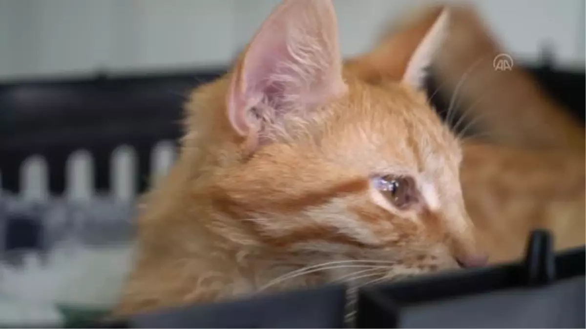Tavşanlı'da FİP hastalığına yakalanan kedi 'Cesur' tedavi ediliyor