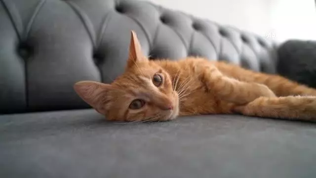 Tavşanlı'da FİP hastalığına yakalanan kedi 'Cesur' tedavi ediliyor Tavşanlı'da FİP hastalığına yakalanan kedi 'Cesur' tedavi ediliyor