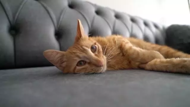 Tavşanlı'da FİP hastalığına yakalanan kedi 'Cesur' tedavi ediliyor Tavşanlı'da FİP hastalığına yakalanan kedi 'Cesur' tedavi ediliyor