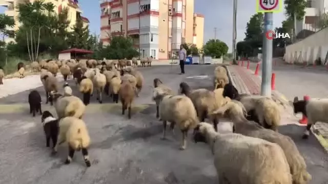 Turizm kentinin sokakları koyunlara kaldı...Yaylaya çıkma izni olmayınca koyunlarını turizmin göbeğinde otlattı