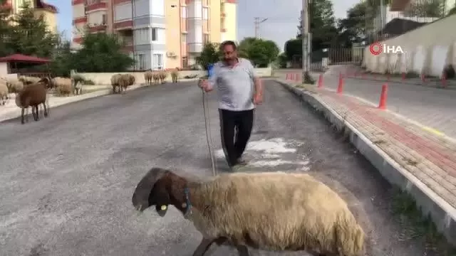 Turizm kentinin sokakları koyunlara kaldı...Yaylaya çıkma izni olmayınca koyunlarını turizmin göbeğinde otlattı