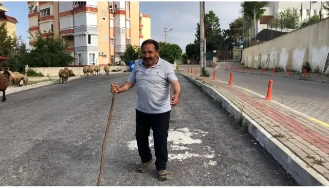 Turizm kentinin sokaklarını mera gibi kullandı Turizm kentinin sokaklarını mera gibi kullandı