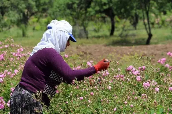 'Türkiye'nin gül bahçesi'nde hasat sezonu 'Türkiye'nin gül bahçesi'nde hasat sezonu