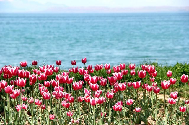 van da laleler park ve bahceleri suslemeye ba 4 14112119 o