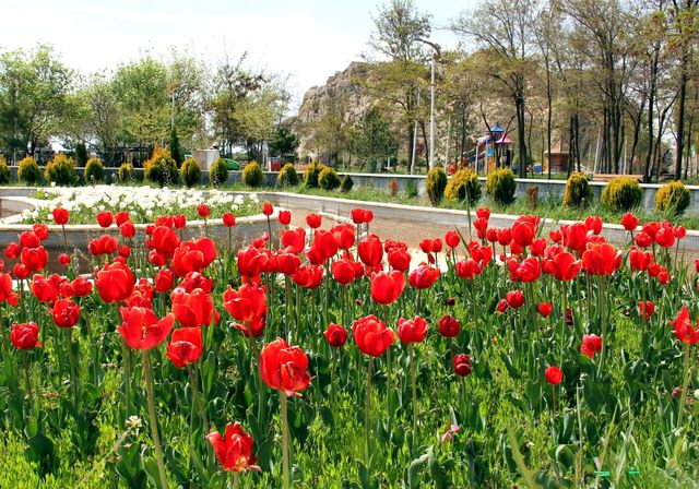 van da laleler park ve bahceleri suslemeye ba 5 14112119 o