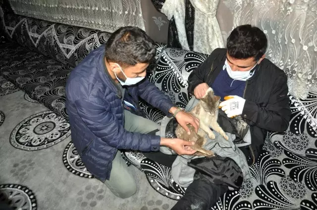 Yaralı kediye şefkat eli...Kediyi ceketine sararak veterinere teslim etti Yaralı kediye şefkat eli...Kediyi ceketine sararak veterinere teslim etti