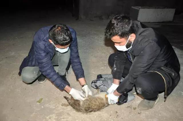 Yaralı kediye şefkat eli...Kediyi ceketine sararak veterinere teslim etti Yaralı kediye şefkat eli...Kediyi ceketine sararak veterinere teslim etti