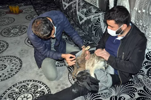 Yaralı kediye şefkat eli...Kediyi ceketine sararak veterinere teslim etti Yaralı kediye şefkat eli...Kediyi ceketine sararak veterinere teslim etti