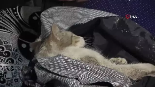 Yaralı kediye şefkat eli...Kediyi ceketine sararak veterinere teslim etti Yaralı kediye şefkat eli...Kediyi ceketine sararak veterinere teslim etti