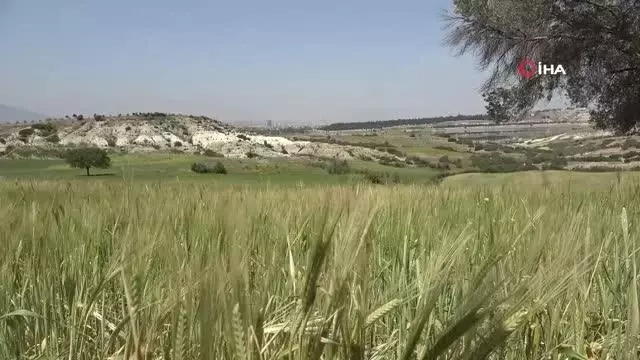 Yeterince sulanamayan buğdaylar erkenden baş verdi