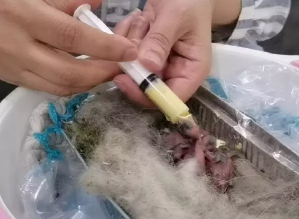 Anneleri ölen 6 kırlangıcı şırıngayla besliyor