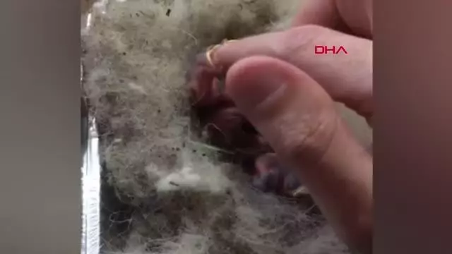 Anneleri ölen 6 kırlangıcı şırıngayla besliyor