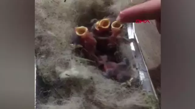 Anneleri ölen 6 kırlangıcı şırıngayla besliyor