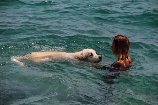 Antalya sahilleri onlara kaldı! Rus turist, köpeğini de 9 kilometre uçak yolculuyla tatile getirdi Antalya sahilleri onlara kaldı! Rus turist, köpeğini de 9 kilometre uçak yolculuyla tatile getirdi