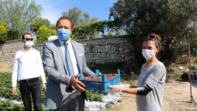 Bodrum belediyesi, tezgaha çıkarılamayan ürünleri halka ulaştırıyor Bodrum belediyesi, tezgaha çıkarılamayan ürünleri halka ulaştırıyor