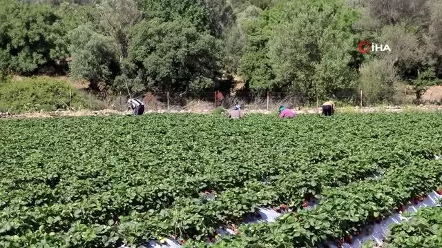 Bodrum belediyesi, tezgaha çıkarılamayan ürünleri halka ulaştırıyor Bodrum belediyesi, tezgaha çıkarılamayan ürünleri halka ulaştırıyor