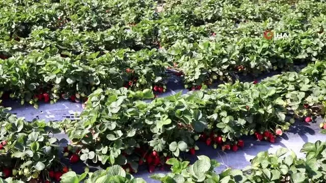 Bodrum belediyesi, tezgaha çıkarılamayan ürünleri halka ulaştırıyor Bodrum belediyesi, tezgaha çıkarılamayan ürünleri halka ulaştırıyor