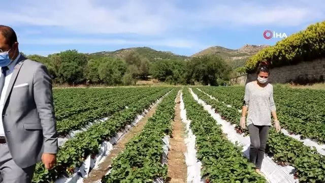 Bodrum belediyesi, tezgaha çıkarılamayan ürünleri halka ulaştırıyor Bodrum belediyesi, tezgaha çıkarılamayan ürünleri halka ulaştırıyor