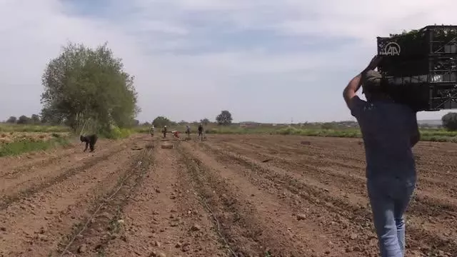 ÇANAKKALE - Tüketici 'kendi toprağında yetişen' Çanakkale domatesi için haziran sonunu bekleyecek ÇANAKKALE - Tüketici 'kendi toprağında yetişen' Çanakkale domatesi için haziran sonunu bekleyecek