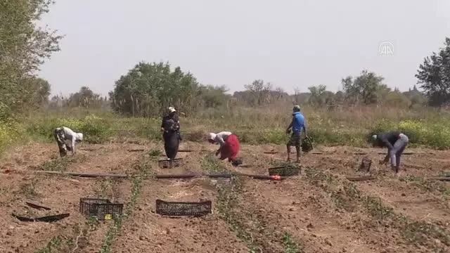 ÇANAKKALE - Tüketici 'kendi toprağında yetişen' Çanakkale domatesi için haziran sonunu bekleyecek ÇANAKKALE - Tüketici 'kendi toprağında yetişen' Çanakkale domatesi için haziran sonunu bekleyecek