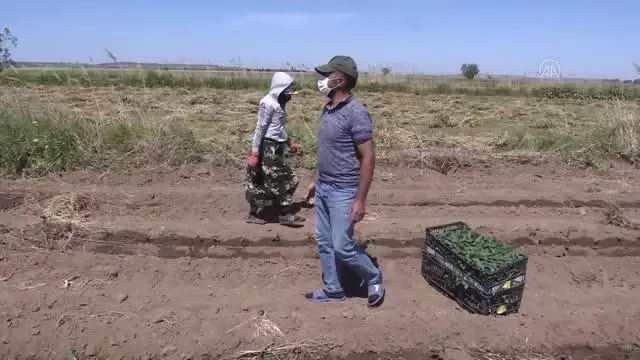 ÇANAKKALE - Tüketici 'kendi toprağında yetişen' Çanakkale domatesi için haziran sonunu bekleyecek ÇANAKKALE - Tüketici 'kendi toprağında yetişen' Çanakkale domatesi için haziran sonunu bekleyecek