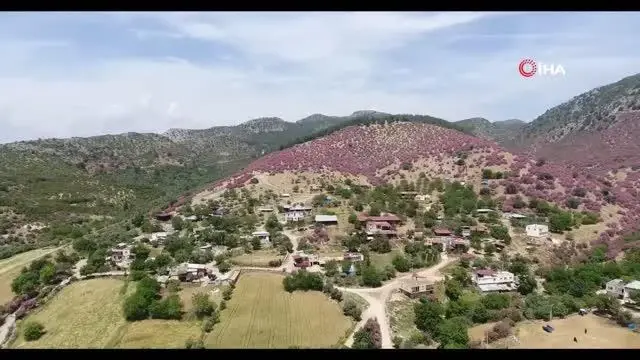 Çukurova'da zakkum çiçekleri görsel şölen oluşturdu Çukurova'da zakkum çiçekleri görsel şölen oluşturdu