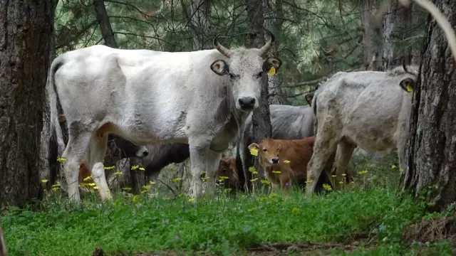 Dağda kurbanlık dana avı! Doğada kendi başlarına yetişiyorlar Dağda kurbanlık dana avı! Doğada kendi başlarına yetişiyorlar